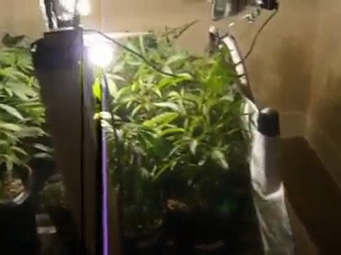 Beautiful - cannabis- marijuana - medical cannabis