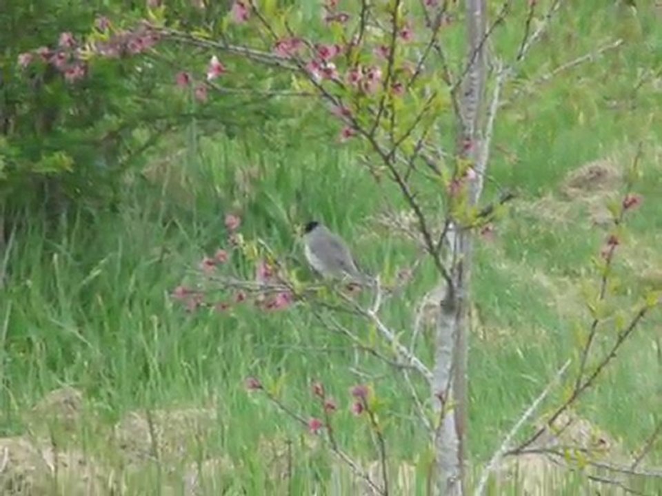 Fauvette à tête noire en avril dans le pêcher en fleurs (Sylvia atricapilla)