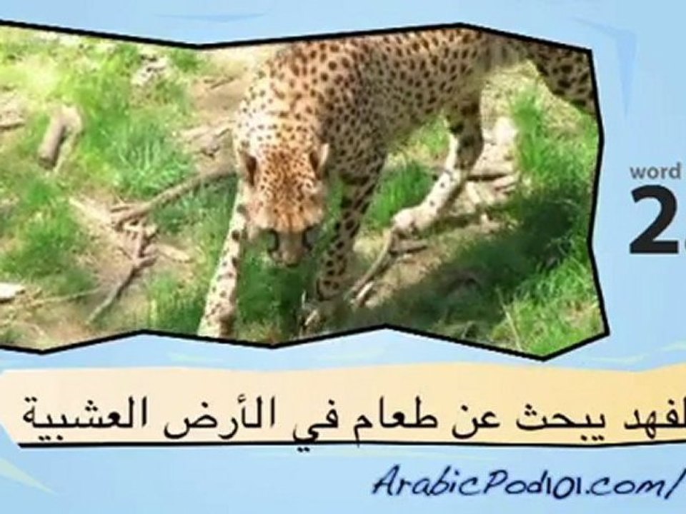 Learn Arabic-Learn with Arabic Big cats video