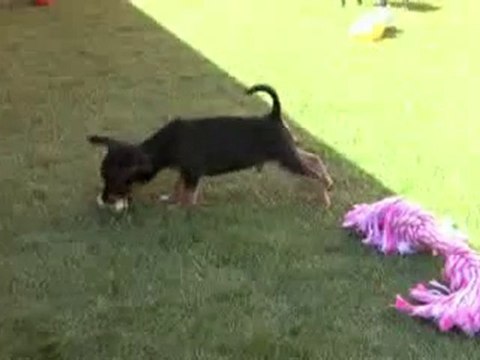 Videos Cachorros chihuahuas Mini Toy