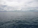 Banc de dauphins dans le lagon calédonien