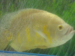 India's Fish Valued Over $1M Due to 'Allah' Inscription 🐟