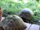 tartarughe terrestri DIVERTENTE