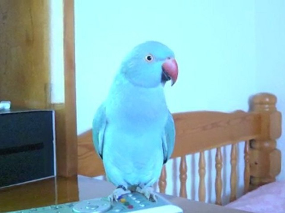 Pako en images