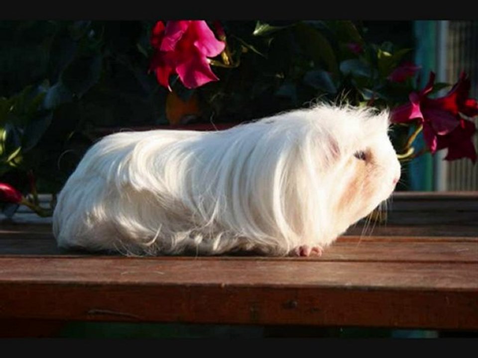 Hommage a Neige