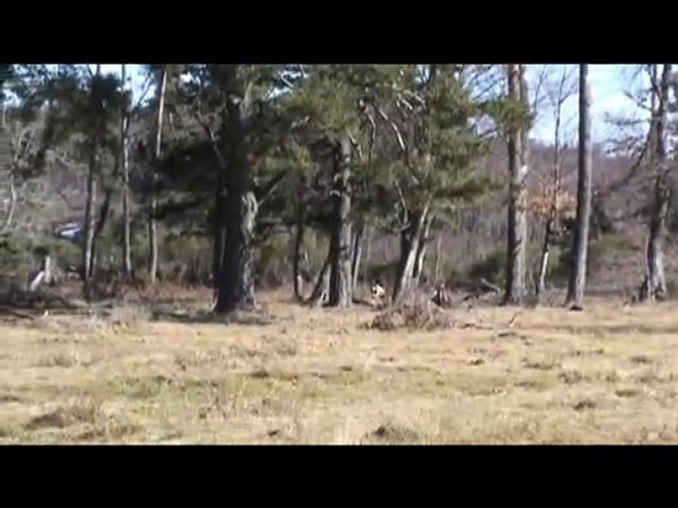 Entraînement Chiennes