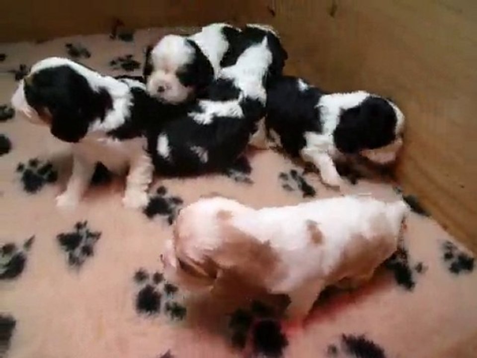 BEBES D'ADENA