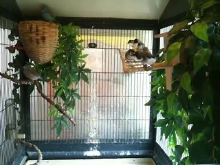 volière partie haute