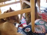 My two shiba inus talking together part 2- Kenzo the Lion