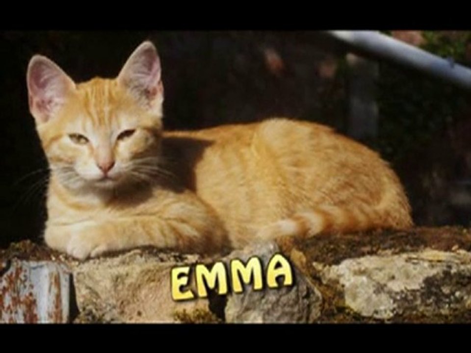 REGARDS DE CHATS