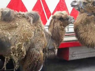 présentation de kelke membres de l om 2010 MDRRRRRRRRRRRR