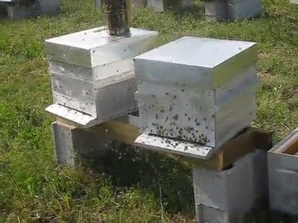 MVI_2095