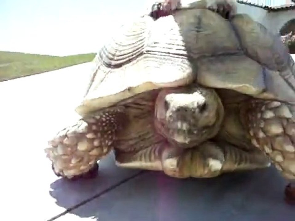 Dog drives Turtle Taxi