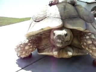 Dog drives Turtle Taxi