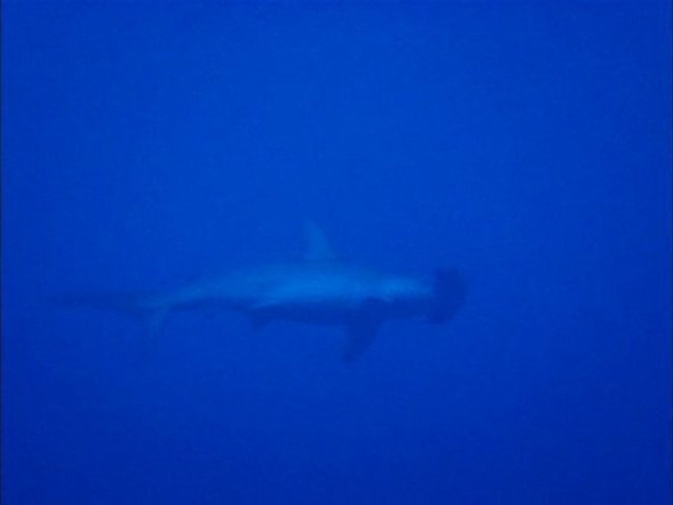 Requins Marteau Maldives 2010