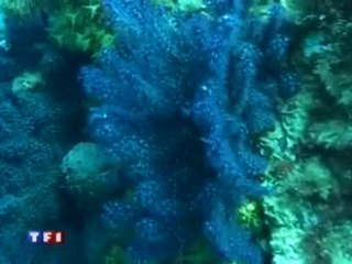 Reportage Journal de 13 heures TF1