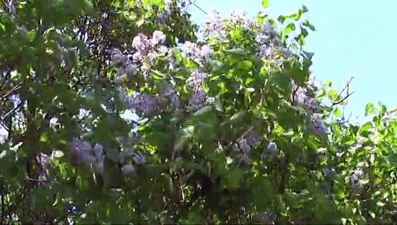 Московская весна