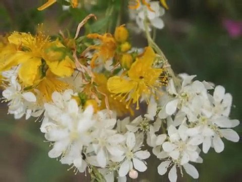 Gümüşhane Kelkit Çimenli Köyü