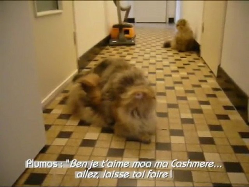 Les premiers pas.....