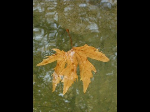 deli divane erol evgin