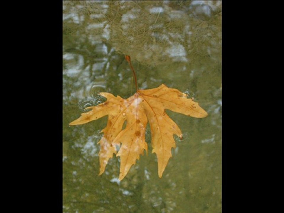 deli divane erol evgin