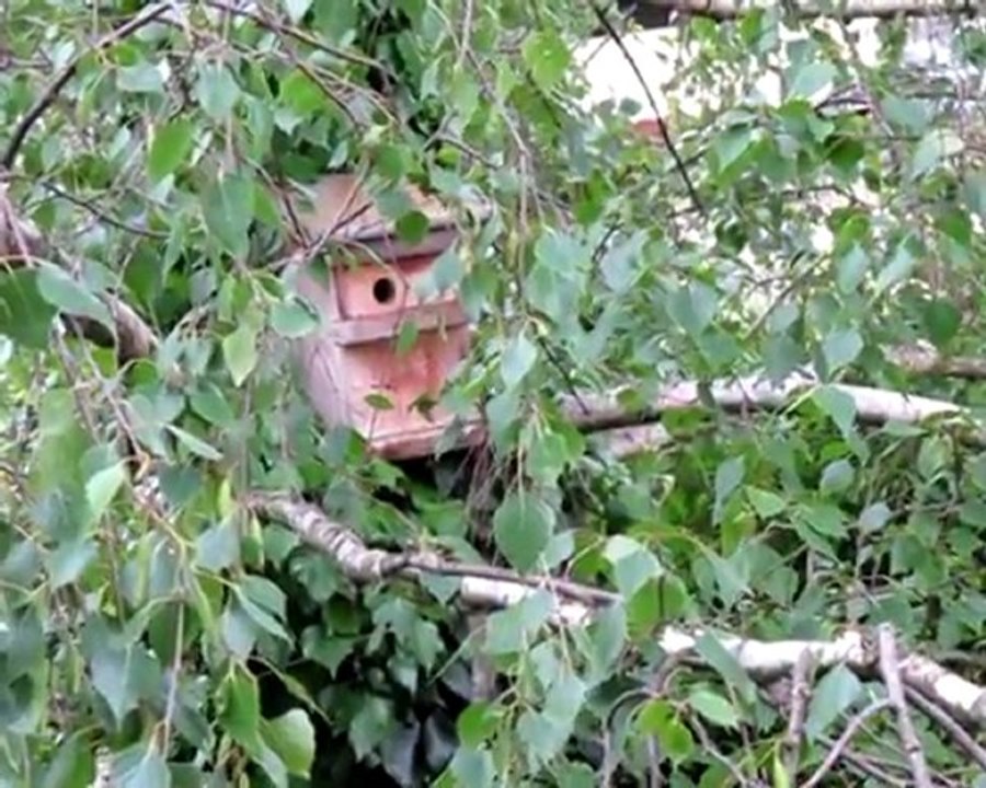 Logistique des mésanges bleues