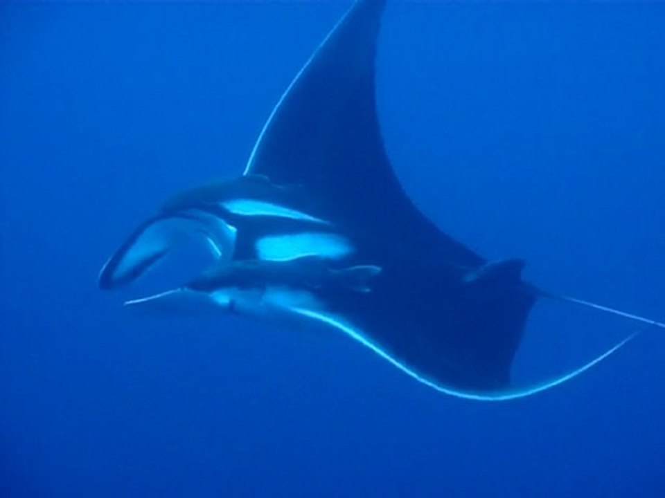 Raies Manta Maldives 2010