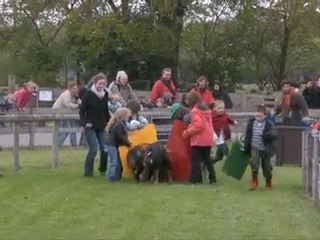 Pig Race at Rare Breeds Country Farm