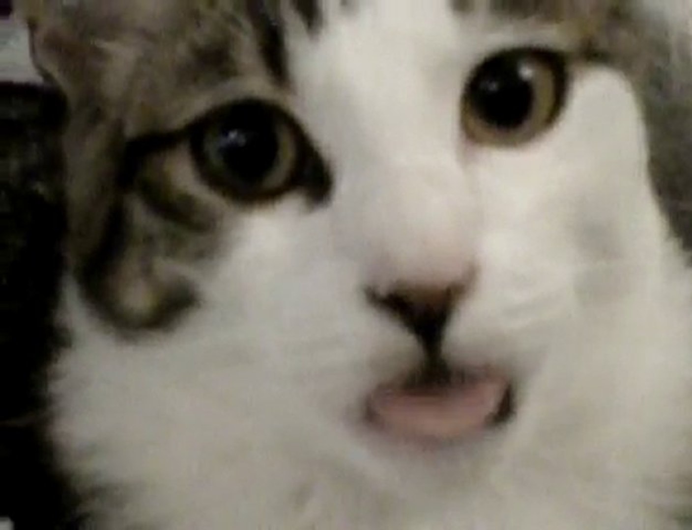 Chat Qui Tire La Langue Video Dailymotion