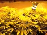 3 ganja plants - 3,000 watts - medical cannabis