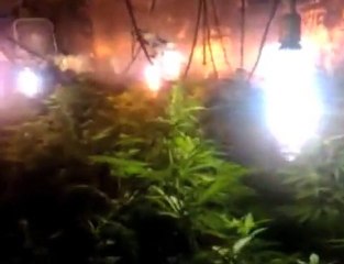 9 thousand watts lights on! medical cannabis