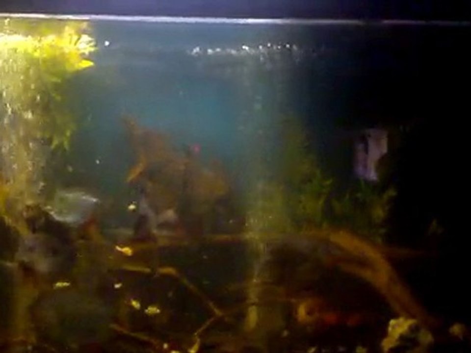 Monster fish 1 (boulette)
