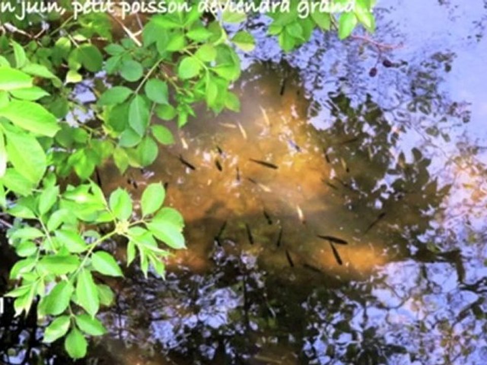 La Photo du Mois de Juin.mov