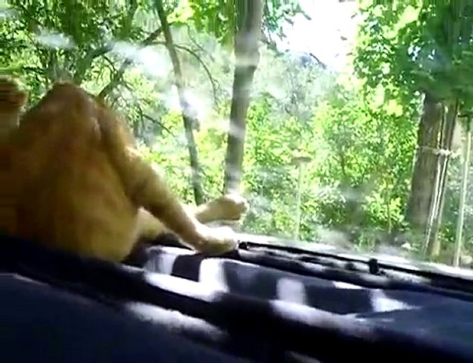 mima all around the cat afternoon of july 29th 2009