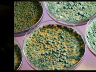 What You Need to Know about Mold testing