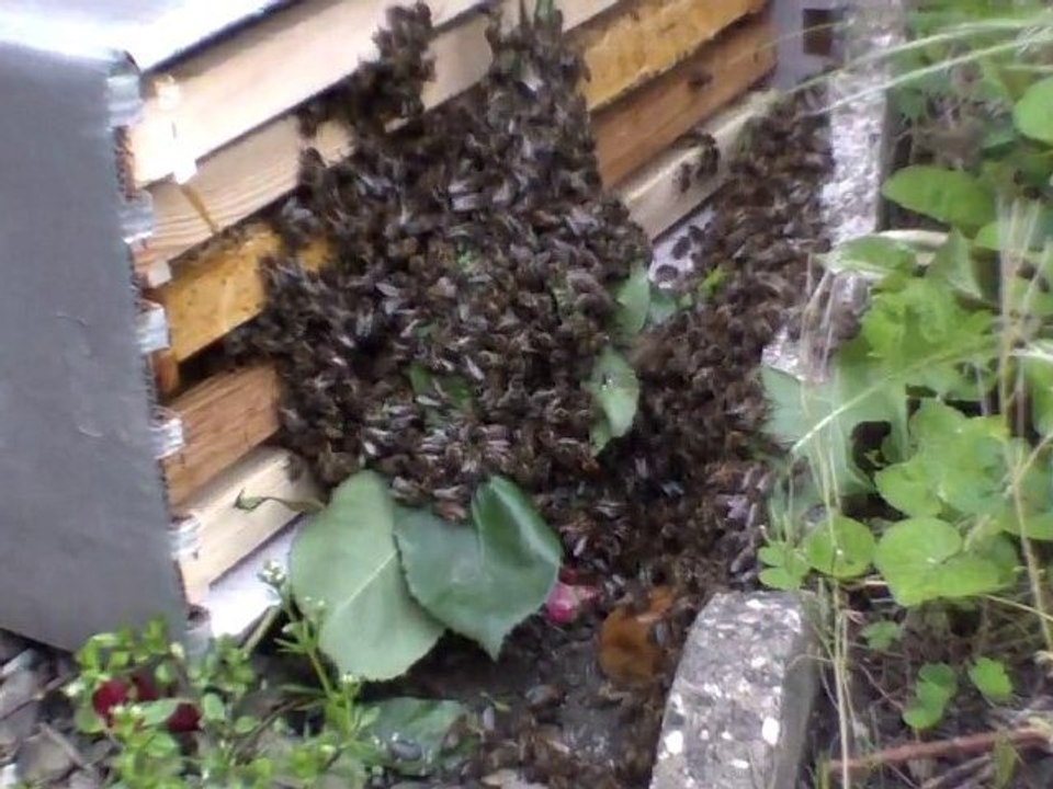 essaim au sol   Mode operatoire 14 mai 2010 Toulouse