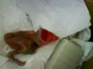 Oisillon pie trouvé printemps 2010