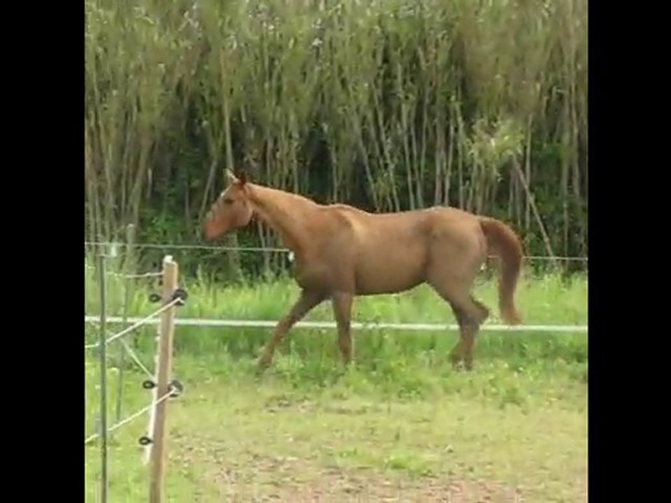 Chanceux 6