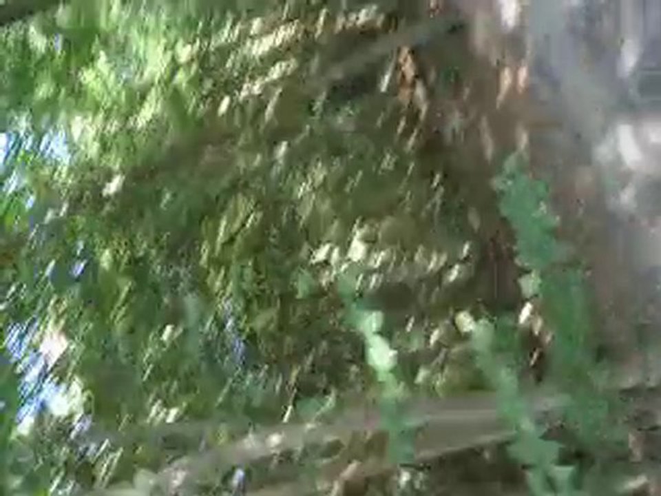 Galop Little Fly