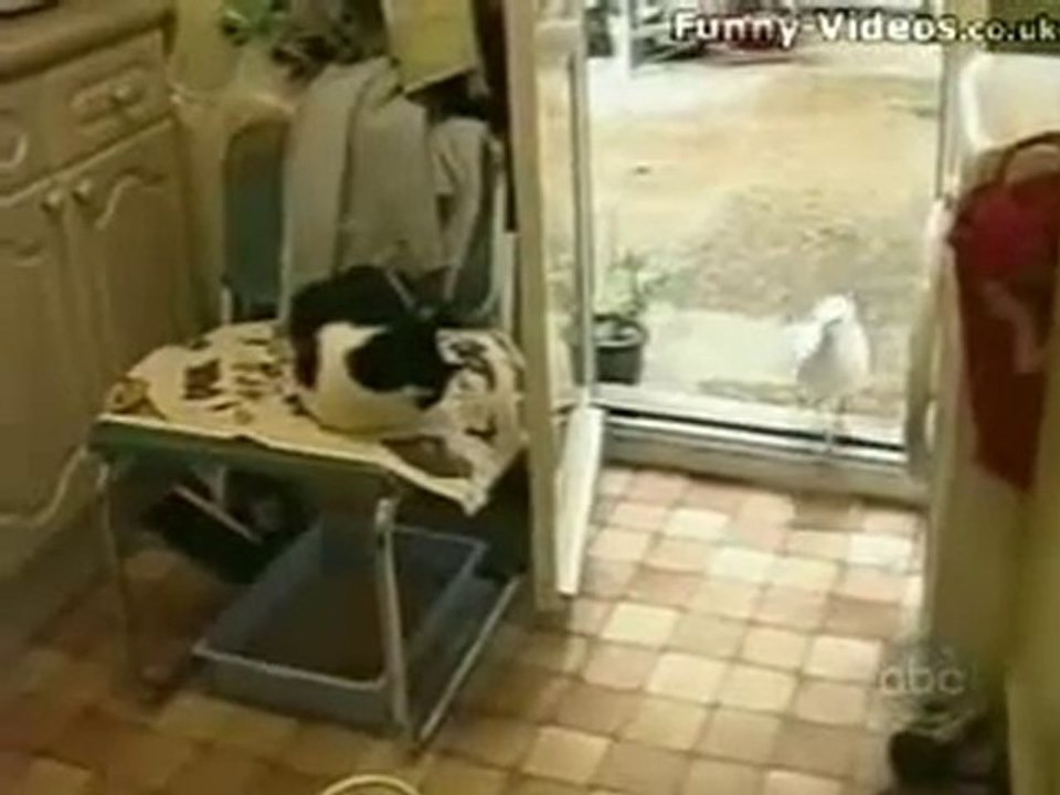 Il n'y a pas que la pie qui soit voleuse