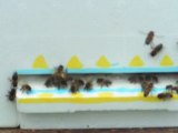 retour au premier essaim quelques jours après abeilles ruche