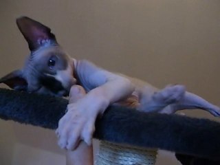 FREAKY, petite femelle sphynx de 3 mois