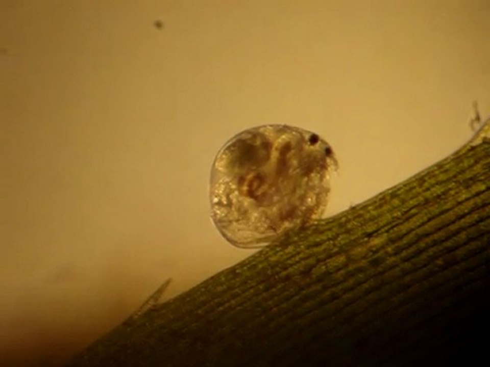 Les Shadoks exisent, je les ai rencontrés