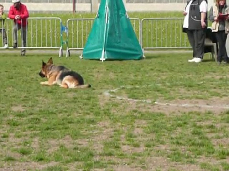 Concours obéissance Bessy 3