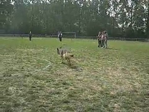 Concours obéissance Bessy 4