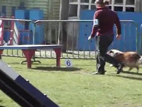 Concours agility Orchies 2010