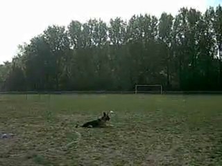 Concours obéissance Bessy 5