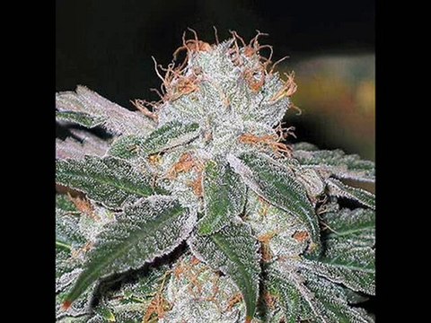 Damian Marley Remix Welcome To Jamrock Dj Nuts 2010