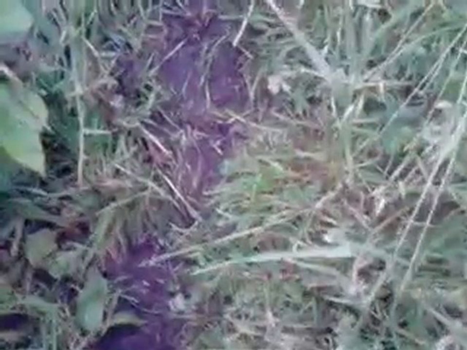 luca dirt