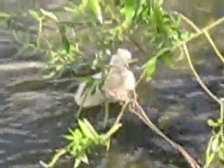 Famille 1 : cygnes